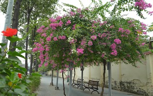 Hoa giấy khoe sắc trên nhiều tuyến phố của Thủ đô