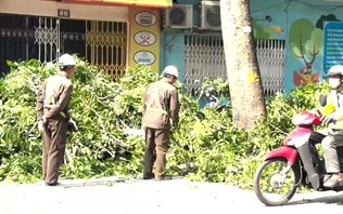 Theo chân những người thợ chăm sóc cây xanh giữa phố