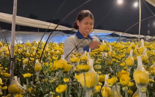 Ánh đèn đêm trên cánh đồng hoa cúc Quang Minh