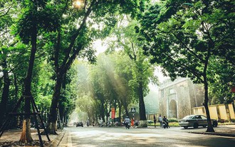 Mỗi tuyến phố Hà Nội sẽ có một loài cây đặc trưng