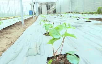 Bát Tràng thử nghiệm trồng dâu tây để phát triển du lịch trải nghiệm