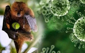 Châu Á chủ động phòng ngừa virus Nipah