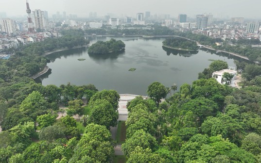 Hà Nội không thay thế cây xanh đồng loạt
