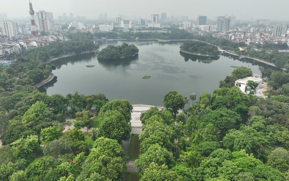 Hà Nội không thay thế cây xanh đồng loạt
